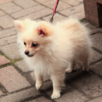 pomeranian dog, pet dog, free animal stock photo, royalty-free image