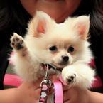 pomeranian dog, pet dog, free animal stock photo, royalty-free image