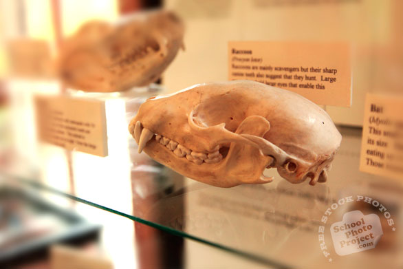 raccoon skull, free animal stock photo, royalty-free image