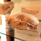 raccoon skull, free animal stock photo, royalty-free image