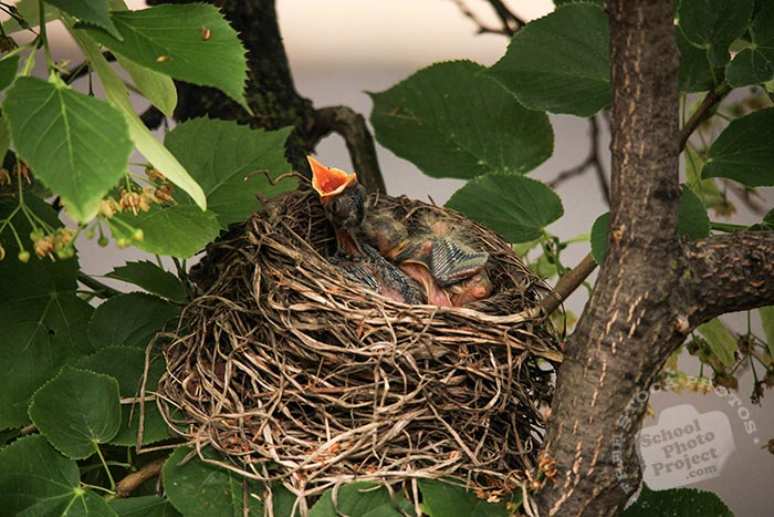 robin bird chicks, baby American robin, hungry robin chicks, robin's nest, bird nest, tree, green leaves, free animal stock photo, royalty-free image