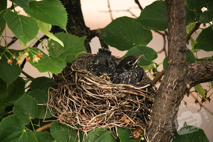 robin bird, robin bird chicks, young American robins, baby robins, robin's nest, bird nest, tree, green leaves, free animal stock photo, royalty-free image