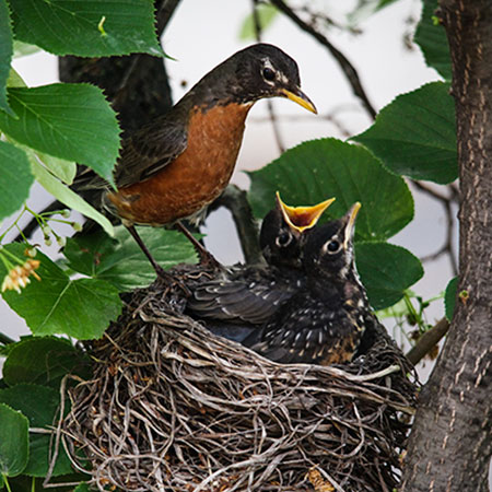 baby robin, robin's nest, American robin, free photo, royalty-free image