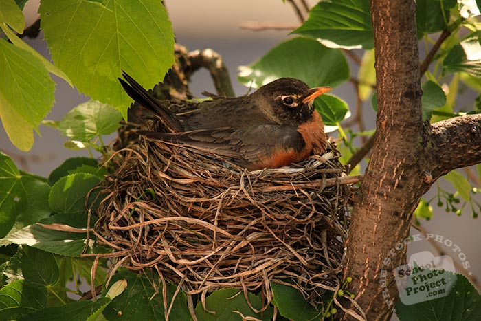 robin bird, American robin, robin incubates eggs, robin in her nest, wild robin bird, female robin, free animal stock photo, royalty-free image