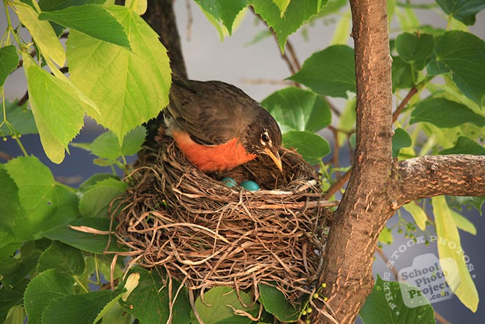 robin bird, American robin, robin in her nest, robin's eggs, wild robin bird, female robin, free animal stock photo, royalty-free image