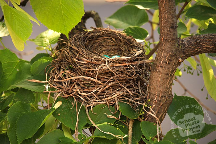 robin bird, American robin, robin's nest, robin's blue eggs, bird nest, tree, green leaves, free animal stock photo, royalty-free image