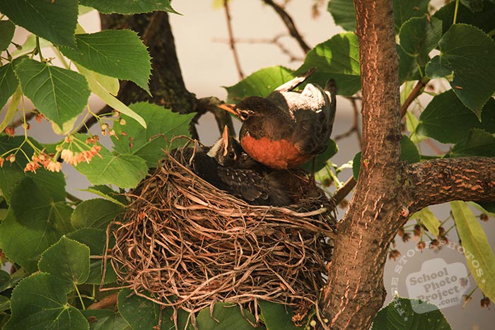 robin bird, robin bird tending her chicks, American robin family, baby robins, robin's nest, bird nest, tree, green leaves, free animal stock photo, royalty-free image