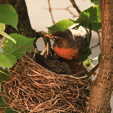 baby robin, robin's nest, American robin, free photo, royalty-free image
