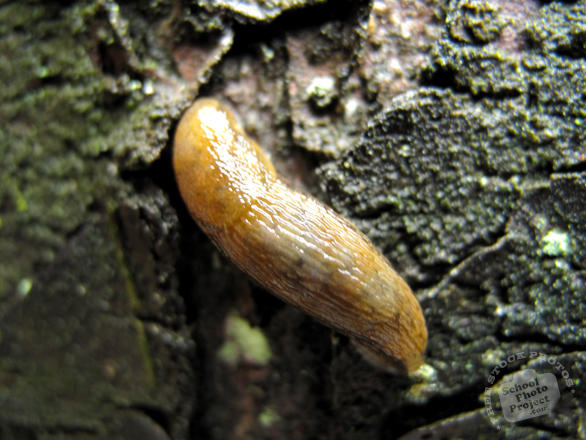 slug, leech, snails, land slug, keeled slug, limas cinereoniger, limacidae, slug photo, snail picture, animal images, free photo, stock photos, royalty-free image, free download image, stock images for free, stock photography images, royalty free stock