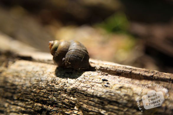 snail, shell, dead snail, free animal stock photo, royalty-free image