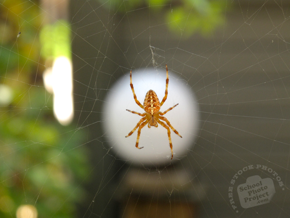 spider, spider photo, arachnid, insect, animal, photo, free photo, stock photos, royalty-free image