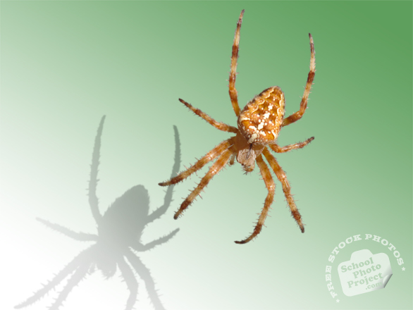 spider, spider photo, garden spider, arachnid, insect, animal, photo, free photo, stock photos, royalty-free image