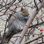 squirrel, berries, animal, wild animal, grass, photo, free photo, stock photos, royalty-free image