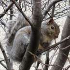 squirrel, tree, animal, wild animal, grass, photo, free photo, stock photos, royalty-free image