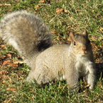 squirrel, animal, wild animal, grass, photo, free photo, stock photos, royalty-free image