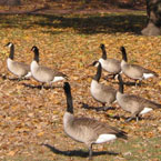goose, Canada goose, wild goose, bird, animal, wild animal, photo, free photo, stock photos, royalty-free image
