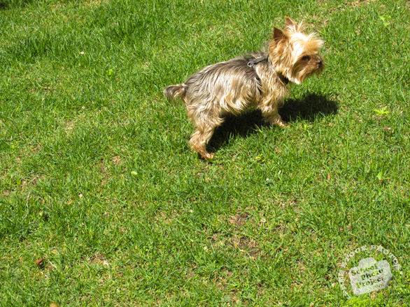 yorkshire terrier, dog, dog breed, dog photo, canine, pet, animal, photo, free photo, stock photos, royalty-free image