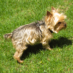 yorkshire terrier, pet dog, breed dog, free stock photo, free image, royalty-free picture