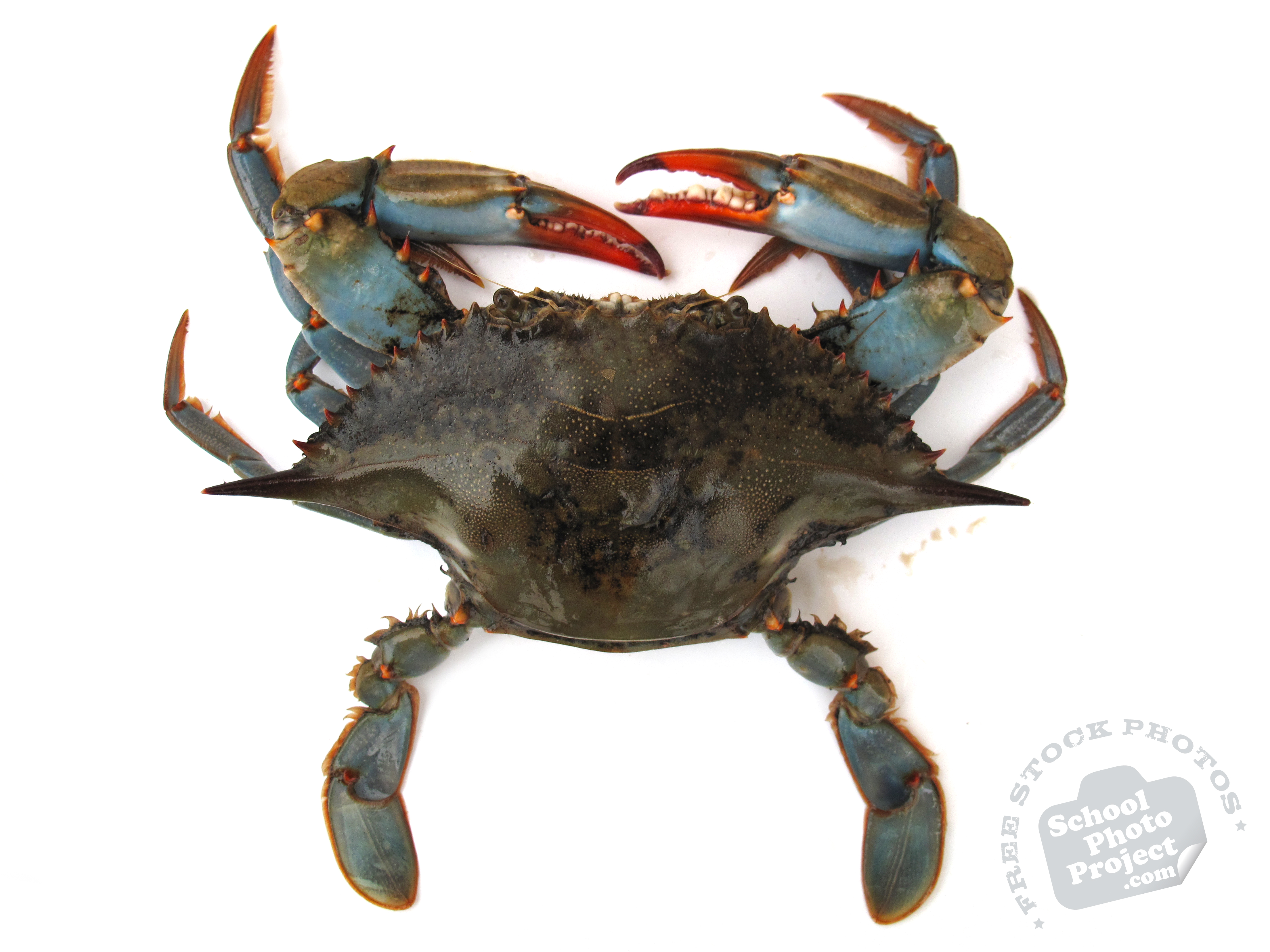 Blue Crab, FREE Stock Photo, Image, Picture: Blue Crab, Royalty-Free