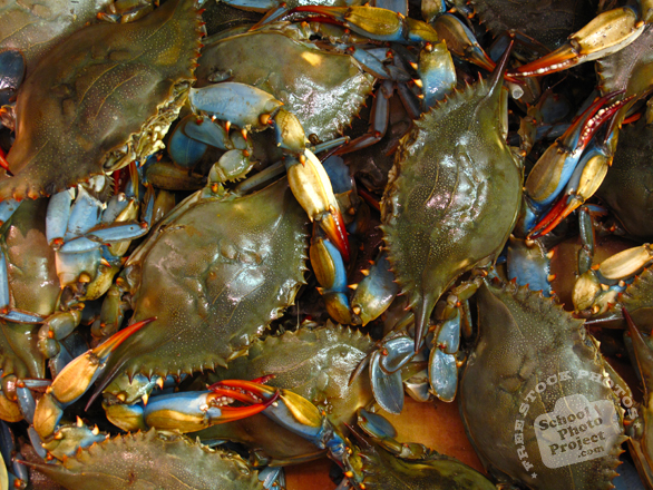 blue crab, crab, blue crab photo, crab picture, seafood, free foto, free photo, stock photos, picture, image, free images download, stock photography, stock images, royalty-free image