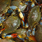 blue crab, crab, crab photo, fish, seafood, animal, photo, free photo, stock photos, royalty-free image