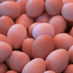 chicken eggs, brown eggs, organic eggs, poultry product, free stock photo, picture, free images download, stock photography, royalty-free image
