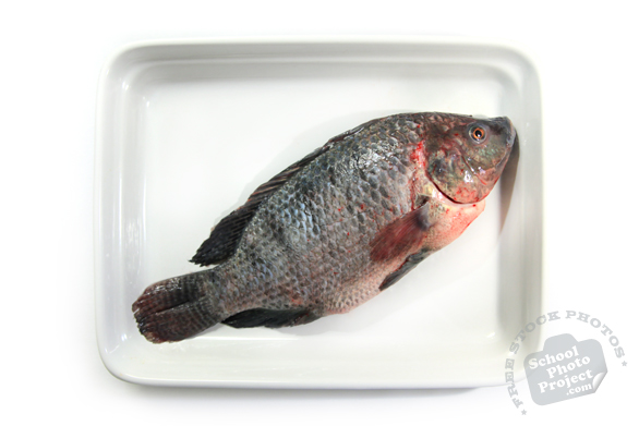 tilapia, cleaned fish, dead fish, prepared seafood, fresh water fish, free stock photo, picture, free images download, stock photography, royalty-free image