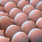 duck eggs, organic egg, poultry product, free stock photo, picture, free images download, stock photography, royalty-free image