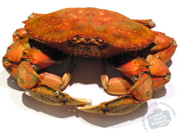 dungeness crab, crab photo, dungeness crab photo, seafood, free foto, free photo, stock photos, picture, image, free images download, stock photography, stock images, royalty-free image