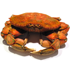 dungeness crab, crab, crab photo, fish, seafood, animal, photo, free photo, stock photos, royalty-free image