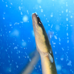 eel, seafood, fresh water fish, free stock photo, picture, free images download, stock photography, royalty-free image