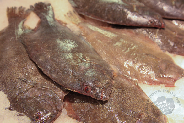 flounder, flatfish, saltwater fish, seafood, free stock photo, picture, free images download, stock photography, royalty-free image