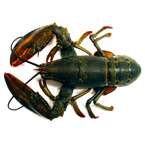 lobster, crab, lobster photo, fish, seafood, animal, photo, free photo, stock photos, royalty-free image
