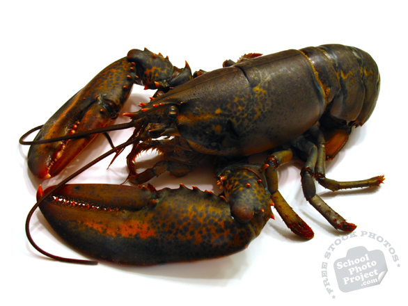 lobster, lobster photo, seafood photo, free foto, free photo, stock photos, picture, image, free images download, stock photography, stock images, royalty-free image