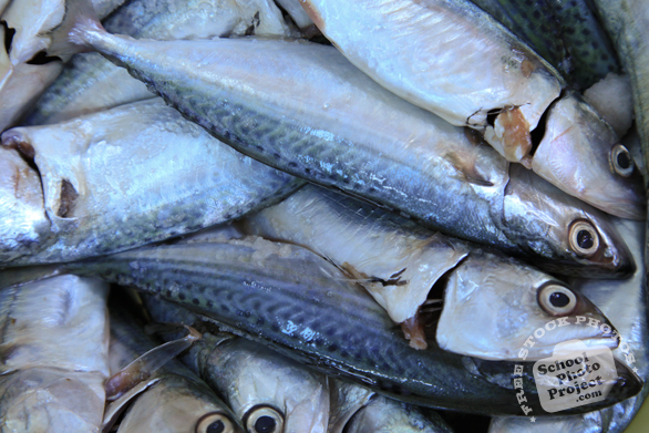 mackerel, pelagic fish, saltwater fish, seafood, free stock photo, picture, free images download, stock photography, royalty-free image