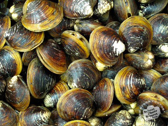 mussels, clams, seafood, free stock photo, picture, free images download, stock photography, royalty-free image