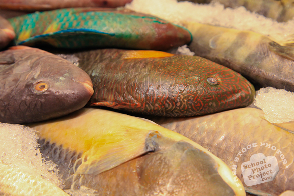 parrotfish, saltwater fish, fish market, seafood, free stock photo, picture, free images download, stock photography, royalty-free image
