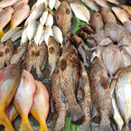 saltwater fish, fish stall, seafood market, free stock photo, picture, free images download, stock photography, royalty-free image