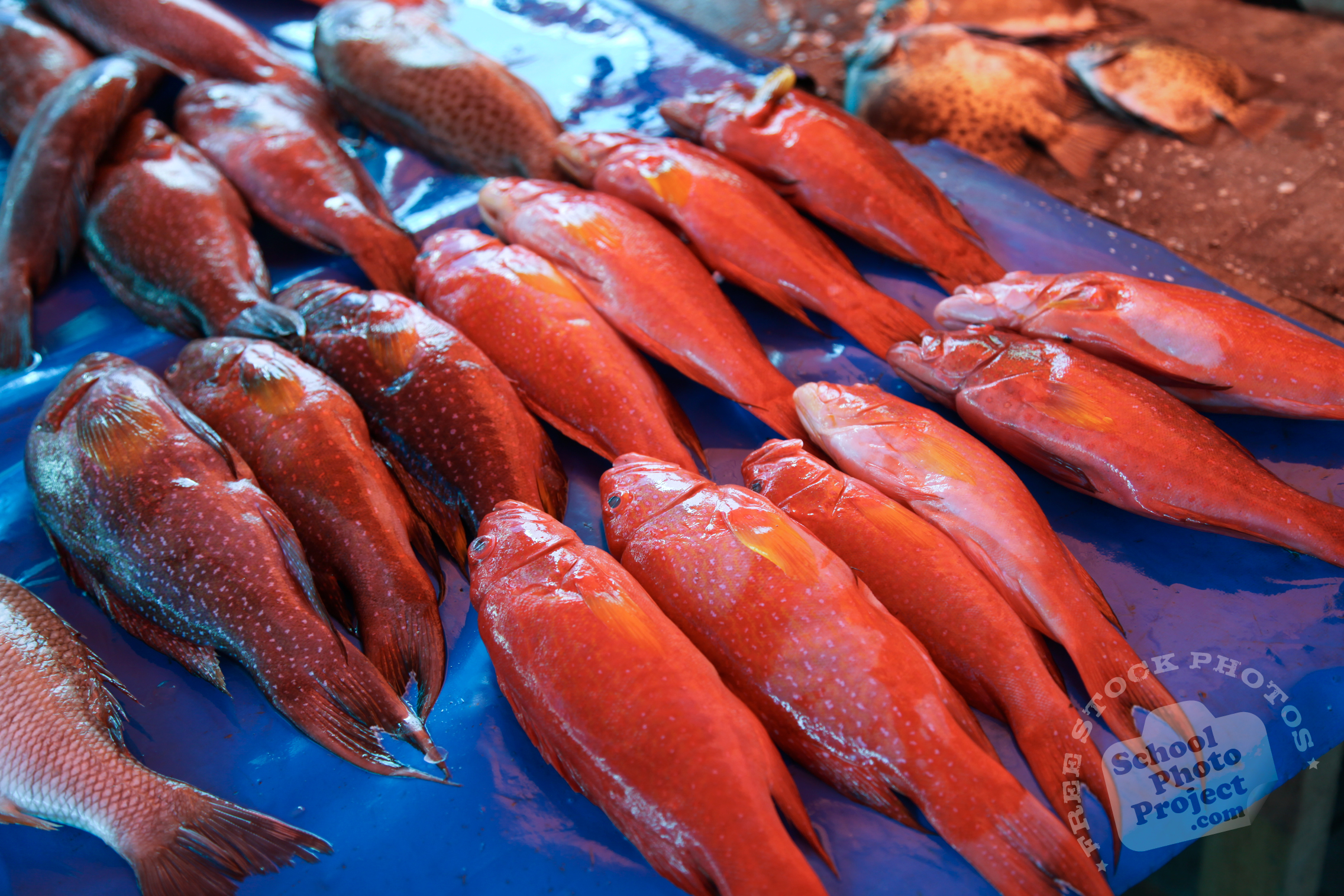 Stall, FREE Stock Photo, Picture: Red Coral Trouts, Seafood Stock Photography