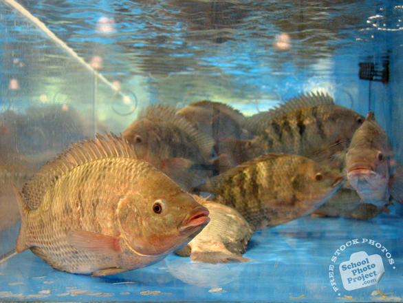 fish, tilapia, tilapia photo, fish in tank, seafood, animal, photo, free photo, stock photos, royalty-free image