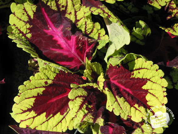 coleus, coleus colorful leaves, decorative plant, free stock photos, free pictures, free images download, stock photography, royalty-free image