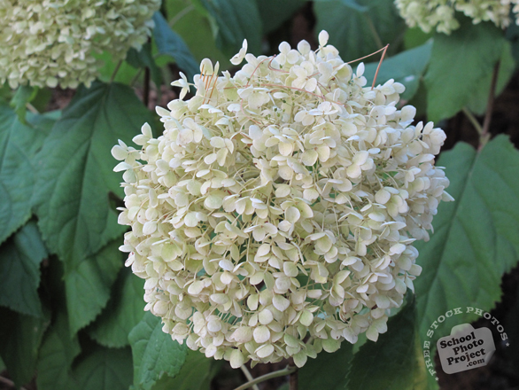 hydrangea flowers, white hydrangea photo, blooming flowers, decorative plant, free stock photos, free pictures, free images download, stock photography, royalty-free image