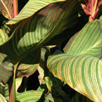 maurelii plant, maurelii leaves, siam ruby plant, plant, décor plant, décor, photo, free photo, stock photos, royalty-free image