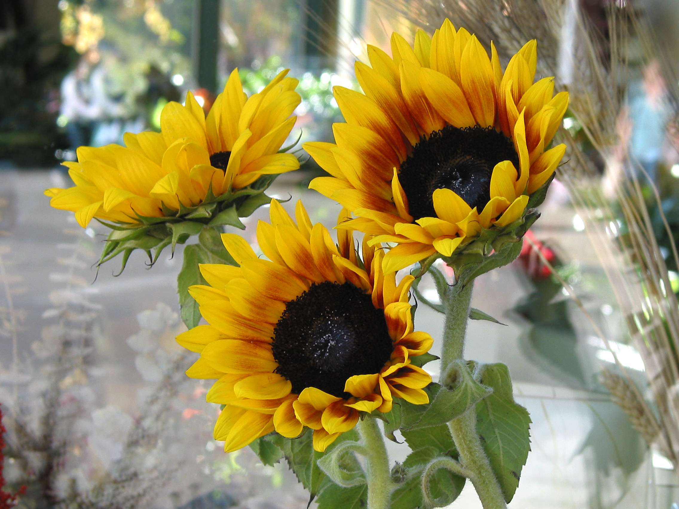 Fresh Sunflower, FREE Stock Photo, Image: Sunflower Stems Picture ...