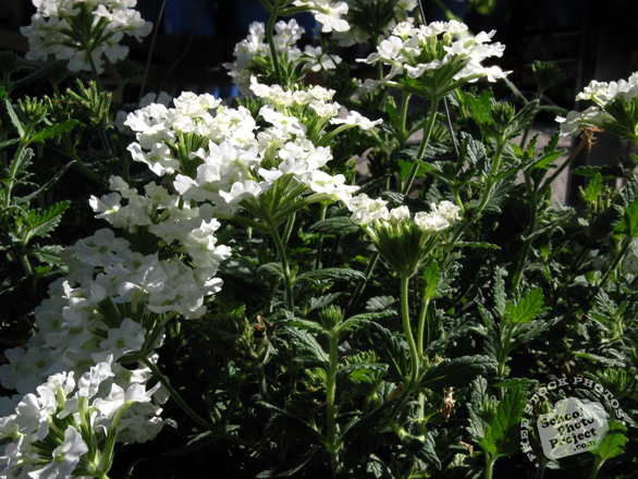 white flower, flower blooms, garden flowers, decorative flower, free stock photos, free pictures, free images download, stock photography, royalty-free image