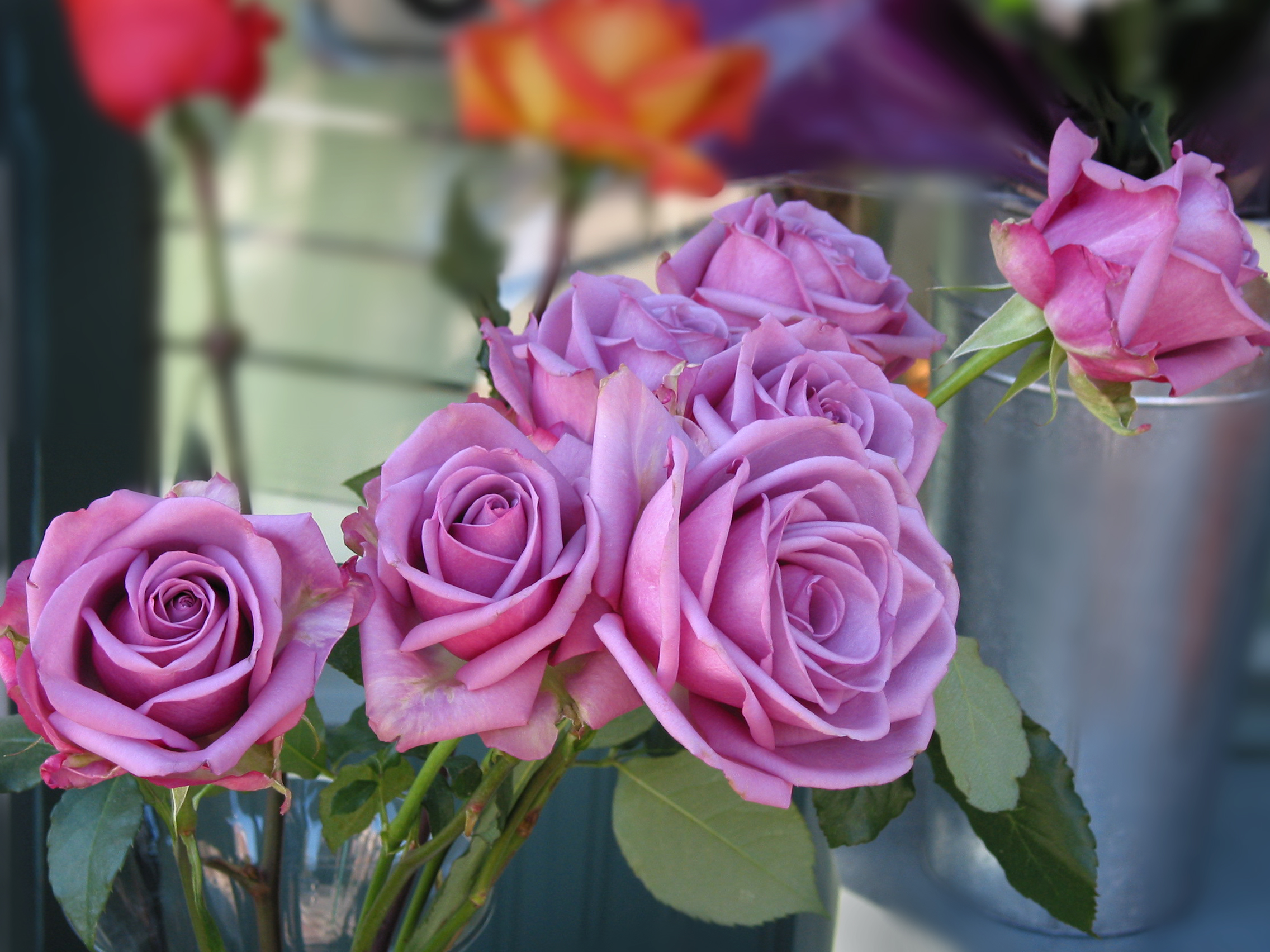 Purple Roses, FREE Stock Photo, Image: Purple Roses Blooms ...