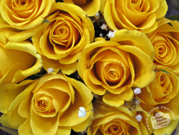 rose, yellow roses photo, fresh roses, blooming flowers, free stock photos, free pictures, free images download, stock photography, royalty-free image