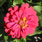 zinnia, zinnia flower, zinnia photo, zinnia picture, zinnia image, flower, blooming flowers, blooms, plant, tree, photo, free photo, stock photos, royalty-free image