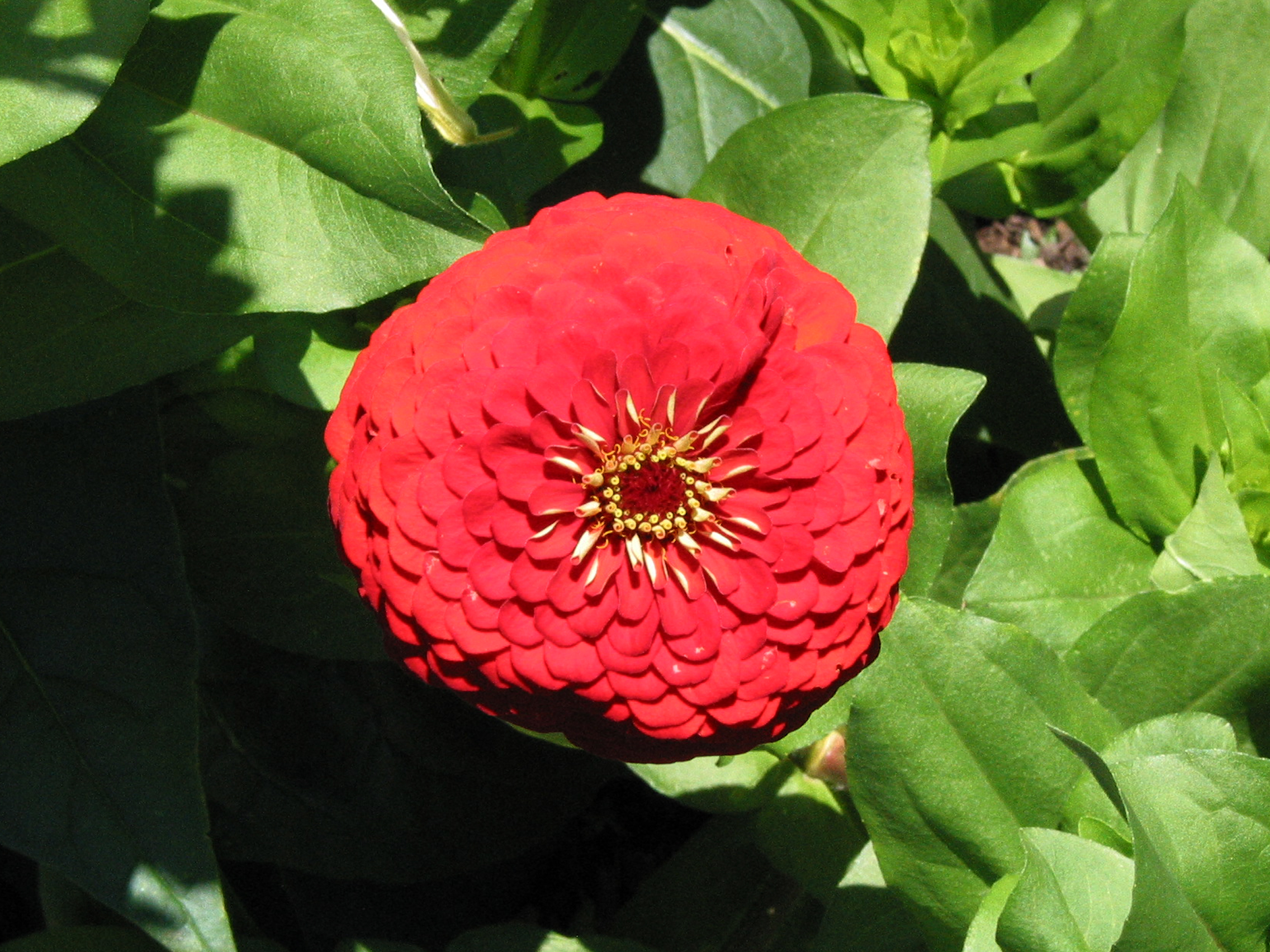Zinnia Flower, FREE Stock Photo, Image: Vibrant Red Zinnia ...