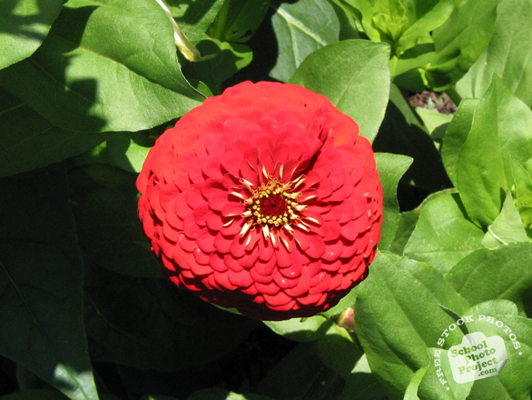 zinnia, red zinnia, zinnia flower photo, garden flower, blooming flowers, free stock photos, free pictures, free images download, stock photography, royalty-free image